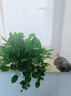 欢宠网 猫薄荷球猫玩具猫咪旋转舔舔乐猫猫木天蓼猫草粉猫零食逗猫棒磨牙耐啃咬糖宠物用品 实拍图