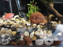 漫生活雨花石鹅卵石圆形1-2cm彩色500g天然原石鱼缸造景庭院花盆装饰 实拍图
