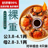 【活蟹】湖鲜阳澄大闸蟹公3.8-4.1两 母2.8-3.1两4对8只现货特大鲜活螃蟹礼盒源头直发 实拍图