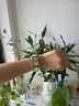 华为（HUAWEI）手环10 标准版 向新绿 智能手环专业睡眠分析情绪健康铝合金机身心率监测运动手环华为手环9升级 实拍图