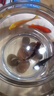 贝冠奇金鱼活体观赏鱼草金冷水鱼锦鲤活鱼小型小金鱼宠物冷水活体鱼包邮 红草+黑金+黄金+兰花草（8-11cm 实拍图