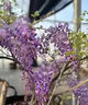 庭院紫藤树苗别墅花卉紫藤花老桩爬藤植物风景树门前大树开花盆栽 多花紫藤【2公分粗度】盆栽苗 不含盆 实拍图