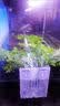 临雅鱼缸真水草水培植物造景净水菖蒲水养龟缸水生好养耐活绿植盆栽 精选石菖蒲(2棵) 实拍图