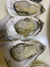 鲜海道【品质】鲜海道生态生蚝  乳山牡蛎 活鲜海蛎子生鲜贝类 品质升级8XL-净重9斤 实拍图