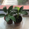 新大叶金钻绿公主盆栽植物除甲醛绿植办公室四季常青室内客厅摆放 【拍一发二】金钻+基地原盆 含盆高度15-20厘米 实拍图
