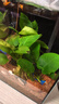 异景园鱼缸水族箱造景水榕沉木活体水草淡水无土植物后景真水草净水增氧 小巴榕【买就发3】巨划算特惠 实拍图