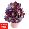 高级精品老桩黑武士法师多肉植物大颗好养室内花卉盆栽绿植 10-12大手捧约15-20cm 不含盆 实拍图