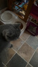伟嘉猫粮成猫大包装英短猫咪蓝猫海洋鱼味全价实惠营养通用猫干粮 香酥牛柳味1.3kg*2 实拍图