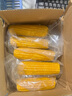 东北黄糯玉米真空包装速食玉米软糯香甜代餐小棒140g-180g 10根装 实拍图