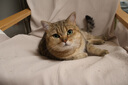 好之味全价海鲜猫粮添加鸡肉松夹心美毛干粮三文鱼幼猫成猫主食粮10kg 实拍图