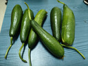 京喜加新鲜无刺水果小黄瓜小青瓜脆甜荷兰脆嫩生吃黄瓜蔬菜 水果黄瓜 1斤 净重 实拍图