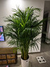 叹为观止大型植物发财树各种大颗盆栽开业乔迁客厅办公室内好养大型花卉 散尾葵【1.5-1.7米】 含盆 实拍图
