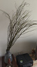 临雅水培植物龙柳鲜枝切花水养侘寂风绿植南天竹雪柳干枝室内吊钟盆栽 精选龙柳【1米高】20枝+赠2枝 实拍图