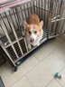 伯纳天纯狗粮中大型犬全价成年犬粮17kg羊肉蔓越莓味 实拍图