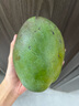 正宗攀枝花凯特芒大青皮芒果 （全国仓发货） 带箱2斤300g+ 实拍图