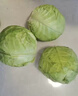 山东新鲜甘蓝包菜卷心菜圆白菜新鲜嫩绿莲花白现摘现发早餐减脂 新鲜包菜 1.5-2斤 人工挑拣 实拍图