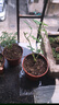 月季花苗四季开花大花浓香型灌木月季苗庭院阳台盆栽地栽玫瑰花苗 玛姬婶婶【小花浓香，多季节开花】 扦插小苗15-25cm高 1棵 实拍图