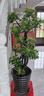 叹为观止大型植物发财树各种大颗盆栽开业乔迁客厅办公室内好养大型花卉 造型鸭脚木【1.4-1.6米】 不含盆 实拍图
