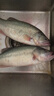 鲜活冲浪河鲈鱼400-500g/条 实拍图