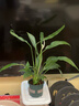 花盆绿植盆栽加厚塑料简约多肉小盆阳台客厅月季玫瑰大号家用花盆 矮款0.5加仑(口径10cm)1个盆 不带托盘 实拍图
