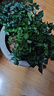幸福树平安树绿植花卉小盆栽室内客厅办公室四季常青植物净化空气 5A幸福平安树2盆多颗原盆+肥料 实拍图