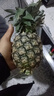 广东徐闻香水菠萝新鲜水果生鲜热带孕妇水果整箱包邮 【限时低价】1个装  单果650g起 实拍图