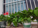双盟绿萝盆栽除甲醛花卉绿植办公室新房净化空气180加仑4盆装源头直发 实拍图