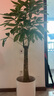 叹为观止大型植物发财树各种大颗盆栽开业乔迁客厅办公室内好养大型花卉 单杆发财树【1.1-1.3米】 含盆 实拍图
