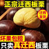 栗小胖新货迁西板栗生新鲜栗子生鲜迁西生栗子大油栗小毛唐山板粟 老树品种净重5斤大果带开栗器（实惠性价比高） 实拍图