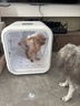 霍曼宠物智能烘干箱宠物烘干机猫咪自动吹干箱狗狗洗澡吹风机家用 实拍图