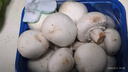 【绿色认证】鲜美白蘑菇230g 实拍图