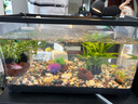 派乐特鱼缸底砂造景石头子五彩石溪流石水族箱龟缸多肉装饰彩色雨花鹅卵 实拍图