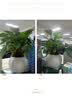 植男植女大叶金钻蔓绿绒室内桌面清新绿植盆栽花卉植物源头直发 实拍图