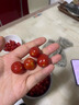 顺丰正宗海南千禧小番茄圣 女果5斤新鲜水果小西红柿水果番茄mh 3斤 实拍图