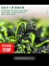 【茶叶礼品】特级安溪铁观音茶叶浓香型高山乌龙茶兰花香新茶 【送礼佳品】精美礼盒一斤装 实拍图