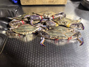 【活蟹发货】青岛梭子蟹特大鲜活螃蟹海蟹飞蟹母蟹公蟹蟹类 顺丰鲜活发-特大梭子蟹2斤5-8只 鲜活发货 实拍图