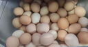京喜加 谷物喂养初产新鲜鸡蛋40g正负5g生鲜超市买菜早餐土鸡蛋草鸡蛋 10枚富硒鸡蛋50g 实拍图