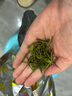 天旭白茶安吉 茶叶绿茶 2025新茶春茶茗茶 明前特级珍惜白茶罐装250g 实拍图