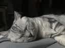 醇粹（Purich）FD猫粮全价冻干猫粮幼猫成猫纯粹猫粮英短美短布偶折耳鸡肉猫粮 鸡肉冻干猫粮1.2kg 实拍图