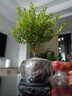 八芽 小叶赤楠盆景摆件室内绿植花卉盆栽老桩客厅办公室桌面好养植物 （【热销款】舍得紫砂盆赤楠+苔藓+底座） 实拍图