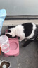 斑队长 猫碗狗碗15°护颈双碗自动饮水喂食宠物猫盆狗盆带瓶 猫咪用品 蜜桃粉 小号-适合8斤内犬猫 实拍图