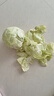 湖北农家新鲜扁包菜圆白菜卷心菜水果甘蓝蔬菜凉拌清炒火锅食材 新鲜包菜2.5-3斤含箱 实拍图