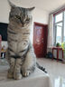 伟嘉猫粮成猫夹心粮 全价粮吞拿鱼1.3kg布偶蓝猫橘猫加菲英短猫咪 实拍图