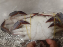 梭子蟹鲜活特大野生舟山大螃蟹海鲜新鲜冷冻海蟹水产飞蟹白蟹顺丰 3-5两/只 【净重6斤舟山梭子蟹】 实拍图