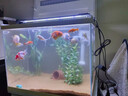 森森（SUNSUN）鱼缸灯LED水草灯防水支架灯全光谱鱼缸观赏灯爆藻照明草缸灯 更薄更亮6.5W防水灯（适合41-50cm缸） 实拍图