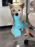 麦富迪 狗粮 冻干双拼鲜肉粮小型犬中大型犬成幼犬通用全价宠物犬粮 鲜鸡肉益生元|通用犬试吃包100g 实拍图