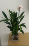 【热销款】白掌一帆风顺盆栽水培植物室内花绿植红掌发财树吸甲醛 特级白掌10-12株带花【基地原盆原土】 实拍图