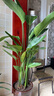 双盟天堂鸟大型植物客厅绿植盆栽办公室内鹤望兰好养落地网红源头直发 实拍图