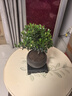 开时果 小叶赤楠盆景摆件 办公室桌面绿植花卉好养盆栽植物源头直发包邮 【热销款】舍得紫砂盆+黑石+底座 实拍图