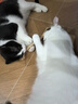 HELLOJOY木天蓼猫咪磨牙棒猫玩具自嗨解闷拉菲草逗猫棒耐咬幼猫养猫神器 实拍图